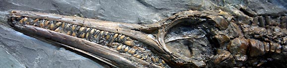 PHOTO Ichthyosaur