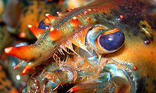 PHOTO Lobster