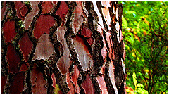 photo caption