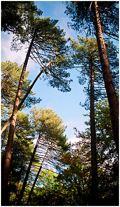 photo caption
